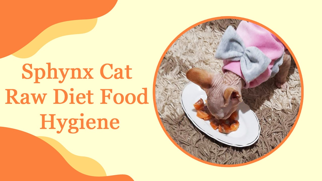 Sphynx Cat Raw Diet Food Hygiene