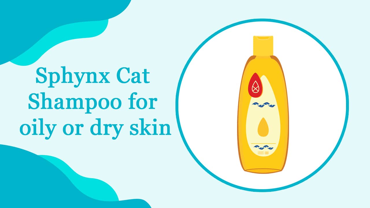 Sphynx Cat Shampoo for oily or dry skin