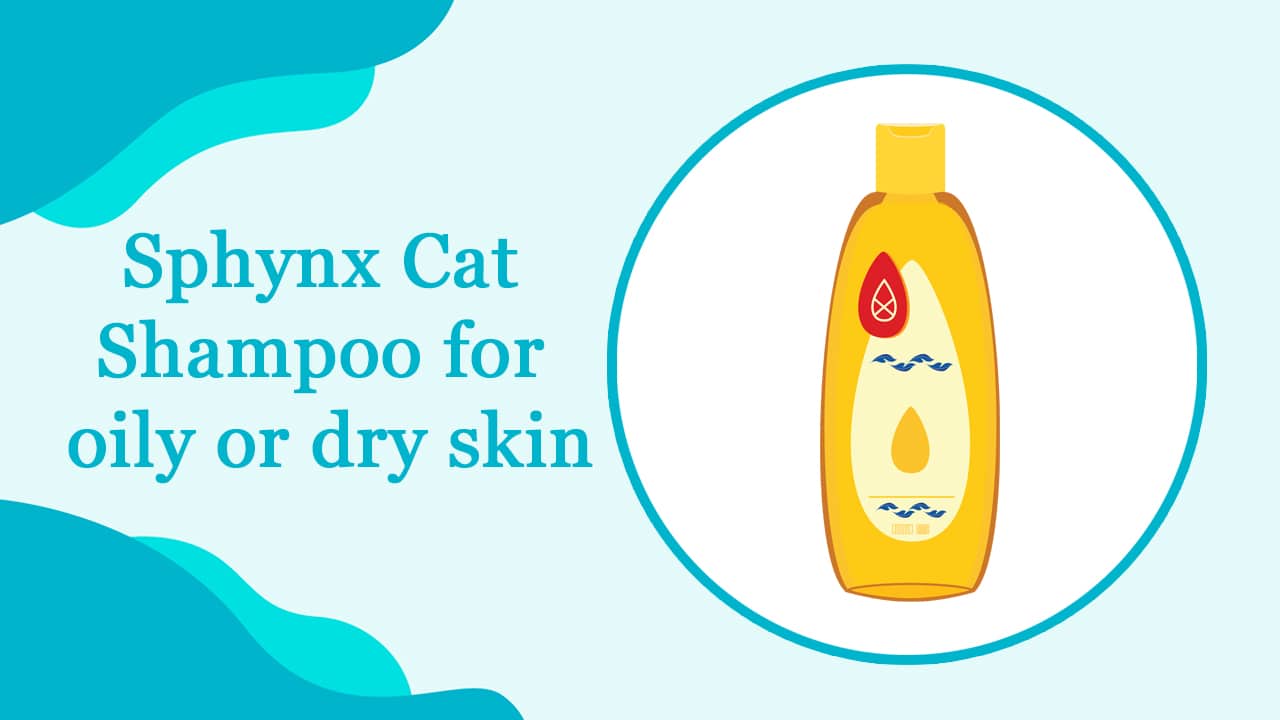 Shampoo for the Sphynx Cat A Comprehensive Bathing Guide