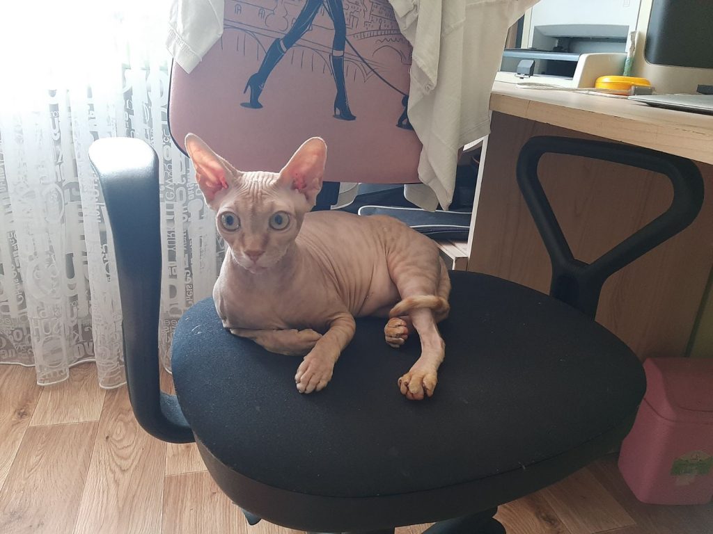 Cat on a Chair Sphynx-Style