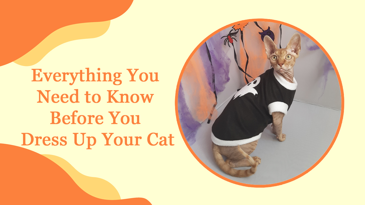 Cat Clothes: Everything You Need to Know Before You Dress Up Your Cat