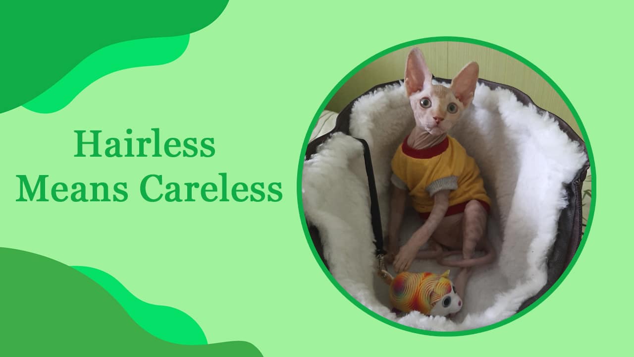 Sphynx Cats: Hairless Means Careless