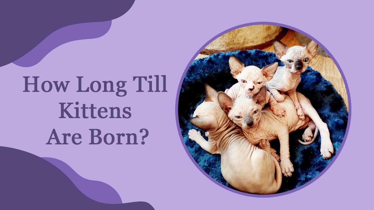 How Long Till Sphynx Kittens Are Born