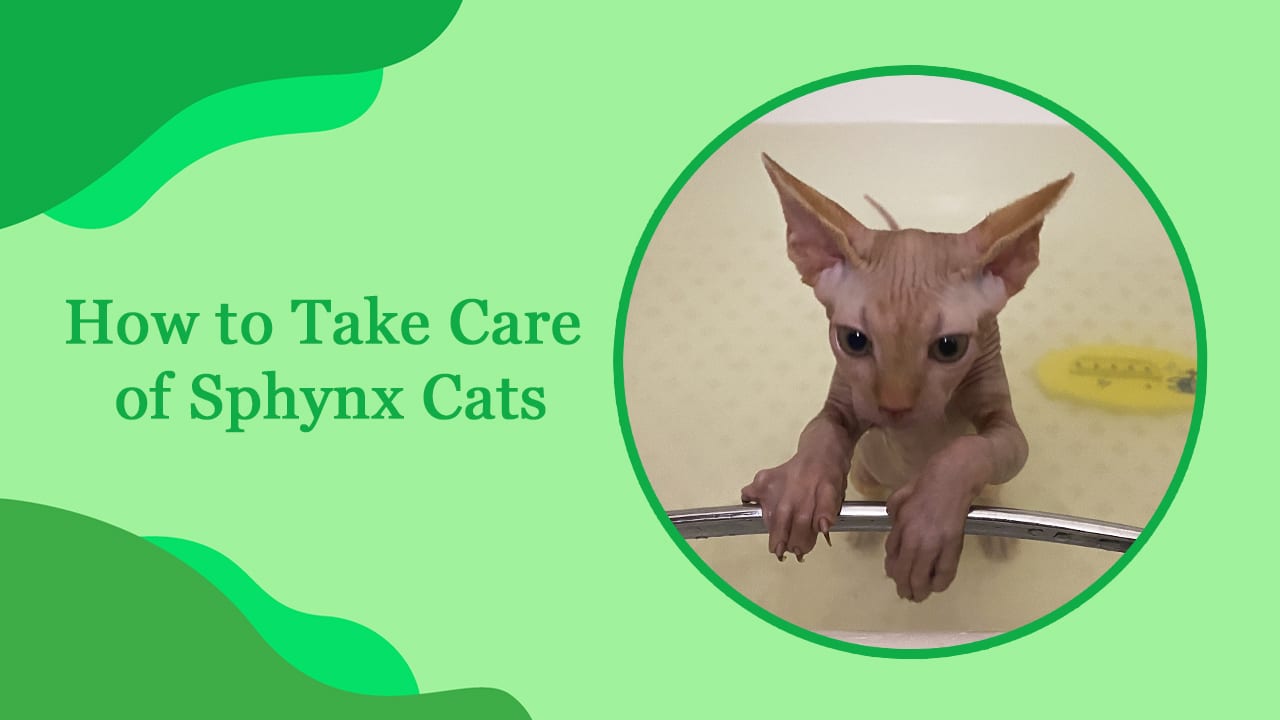 How to Take Care of Sphynx Cats