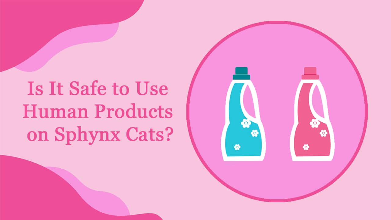 Human Products On Sphynx Cats