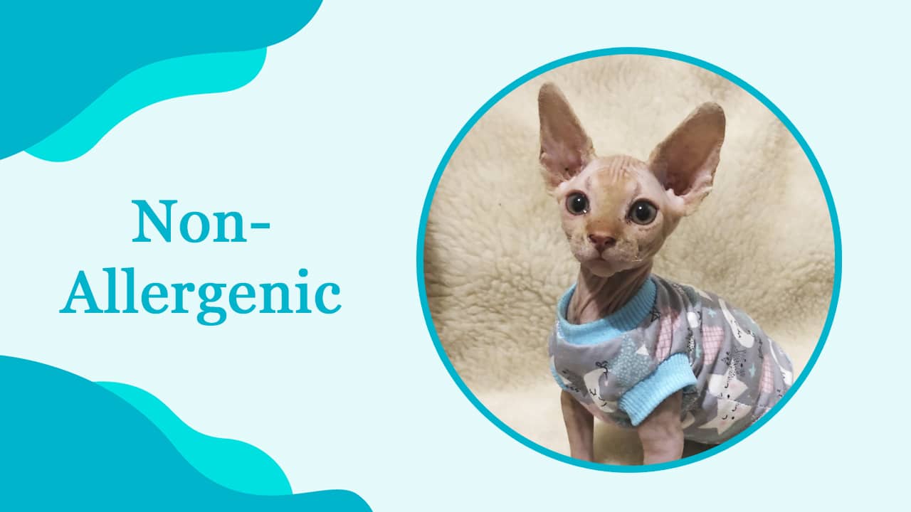 Are Sphynx Cats Hypoallergenic?