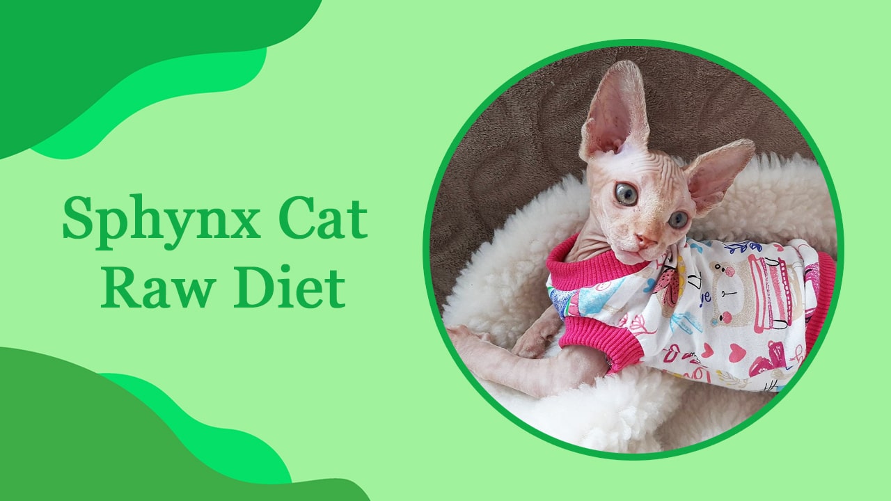 Sphynx Cat Raw Diet