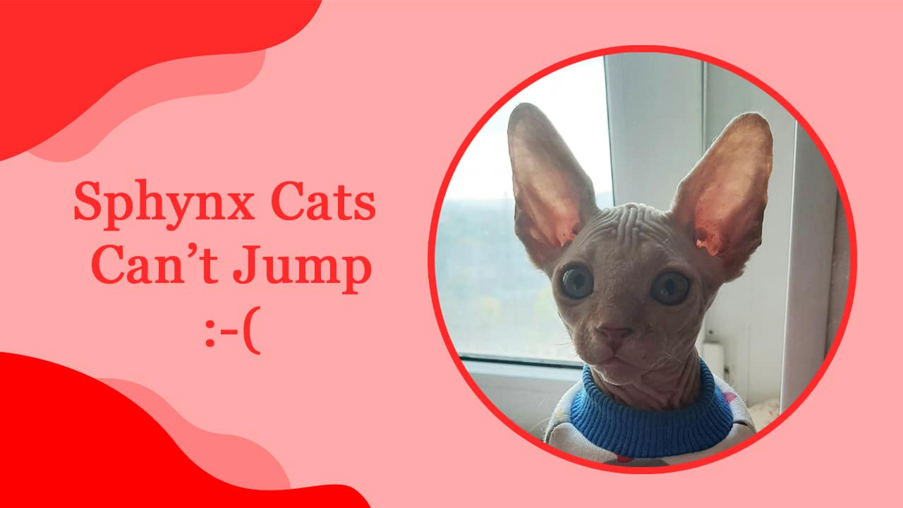 White (Sphynx) Cats Can’t Jump